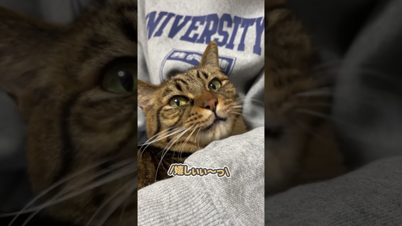 ママのおひざの上で、ぼそっと「好きぃ…」とつぶやく猫