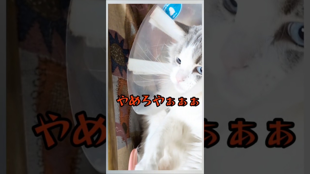 ブラシ拒否過激派　新春ブラシケリする猫　#猫 #ラグドール #怪我猫