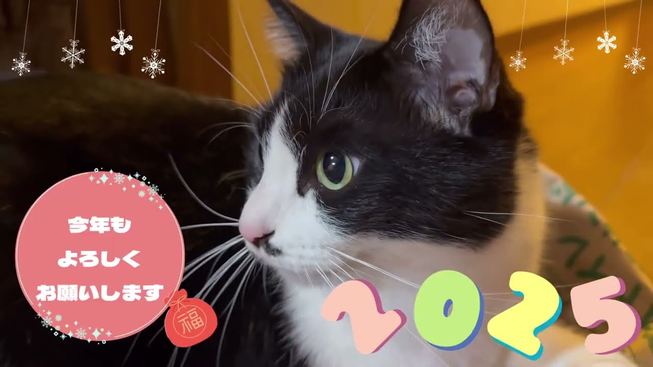 2025年今年もよろしくお願いいたします #猫 #多頭飼い猫