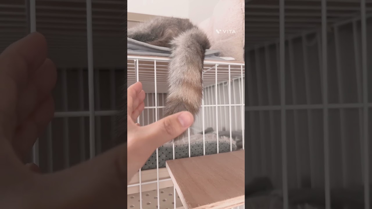 「猫神様に参拝」 #猫 #ミヌエット #マンチカン