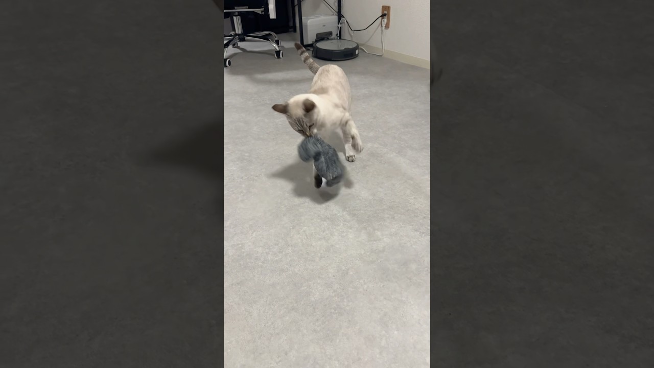 靴下もってくなーー！　#元保護猫 #シャムトラ #シャムミックス #cat #猫耳 #kitten #シャムmix #猫耳 #siamese mix
