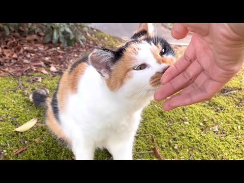 終始可愛い声で鳴いてる三毛猫ちゃん
