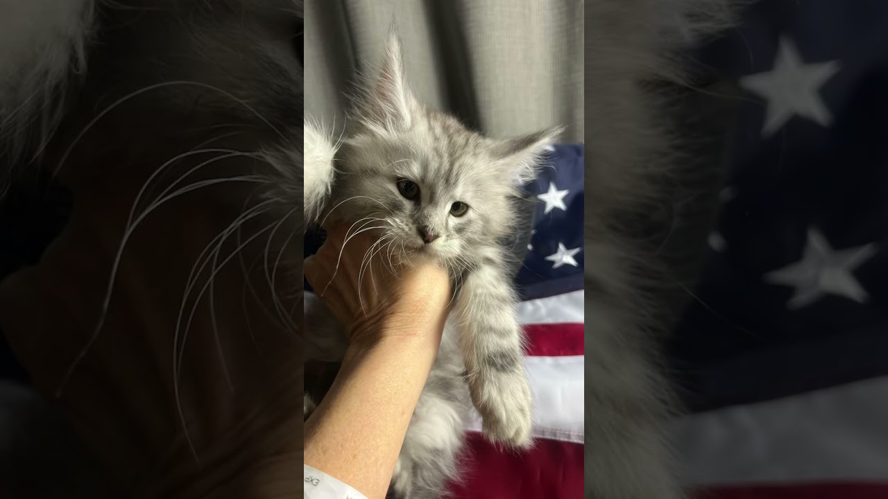 😻Look at this Mad Maine Coon Kitten😻