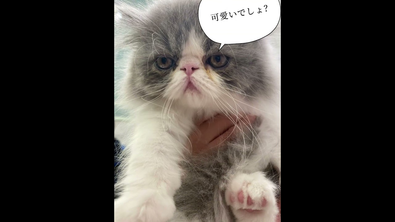 ☆エキゾチック・ショートヘアー(猫)のおもち紹介☆