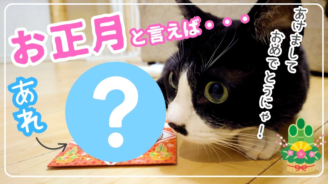 保護猫さんに恒例のアレをあげてみたら…【保護猫にゃんころズ#23】 #猫 #保護猫  #かわいい猫