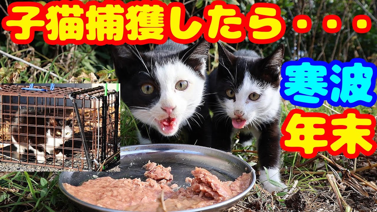 【子猫 捕獲】子猫を捕獲したら・・・ 領収書公開
