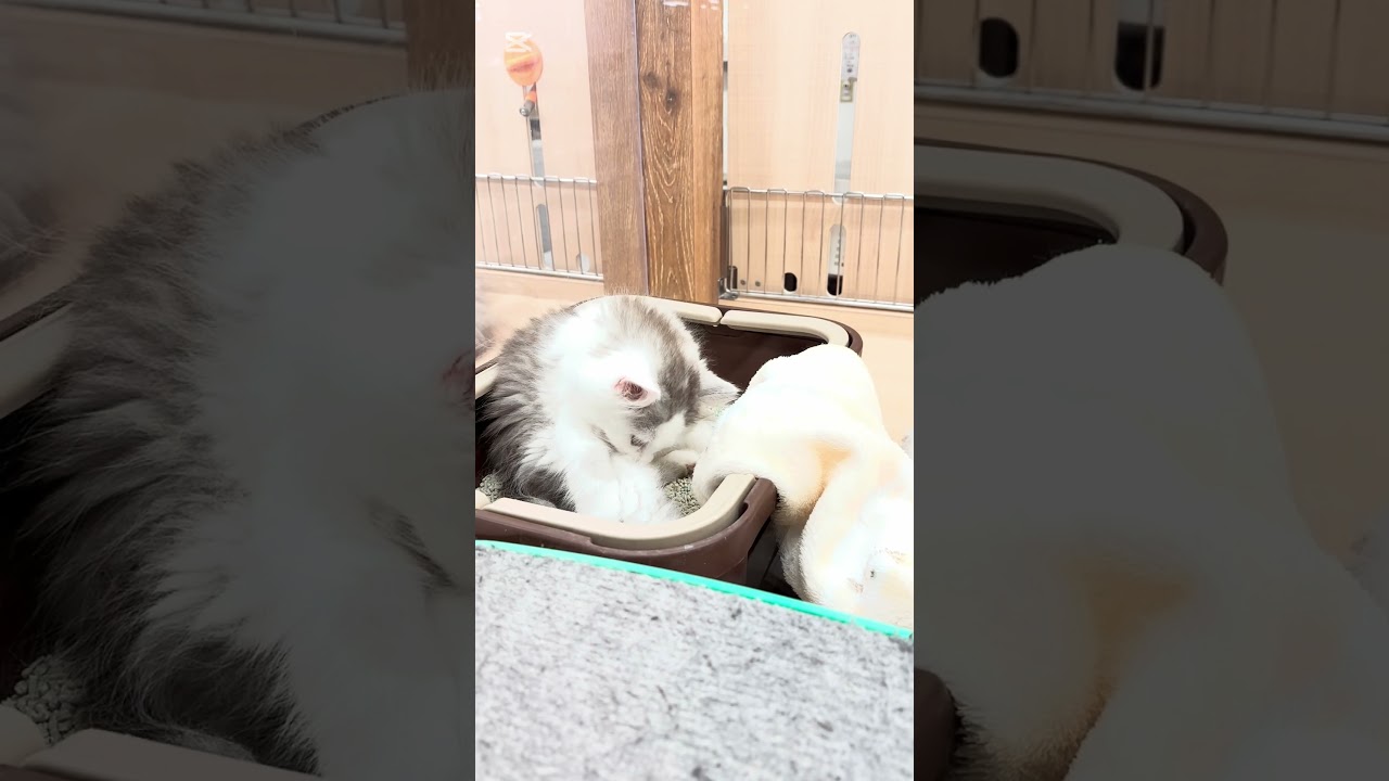 毛布が大好きなサイベちゃん　#shorts#pets#cat #サイベリアン #ペットショップ＃ペッツワン城山店