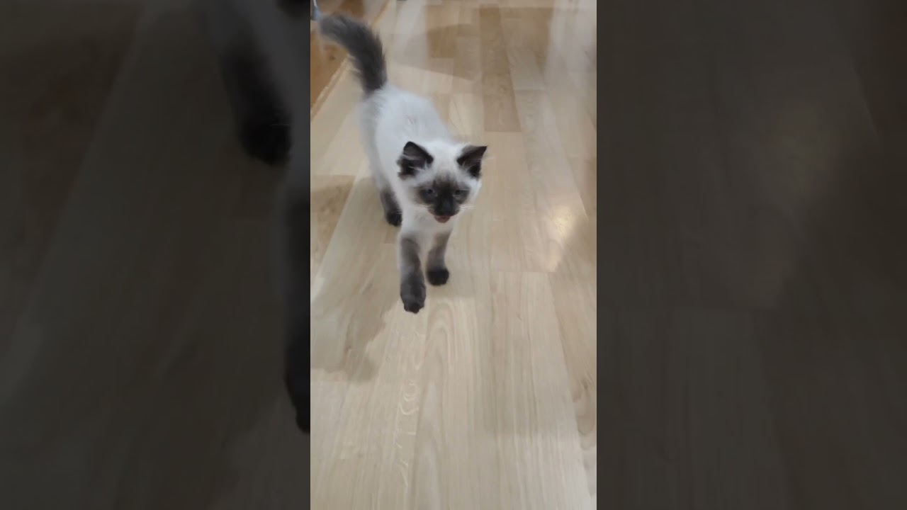 Ragdoll Chocolate Point - Cat Kitten Yoga! Hey World! #kitten #ragdollkittens #ragdolls