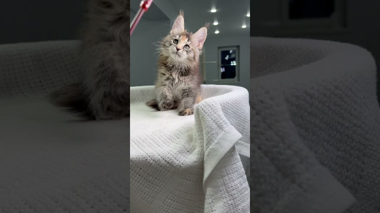 Sheila Marble Tortoise Shell Maine Coon Female Kitten Available Now | Purebred Kitties