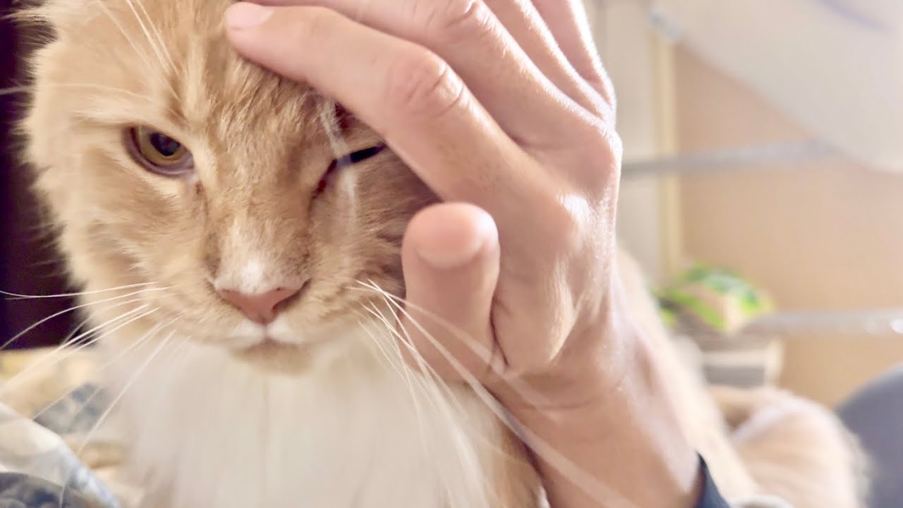 目覚まし猫　661日目　メインクーンのいる生活