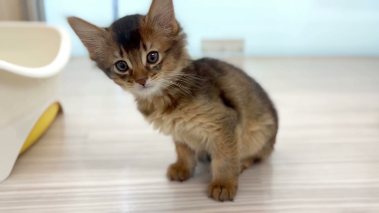 2021年12月14日公開【ソマリ】超美形のイケメンにゃんこ！初めてお部屋に出てみたよ