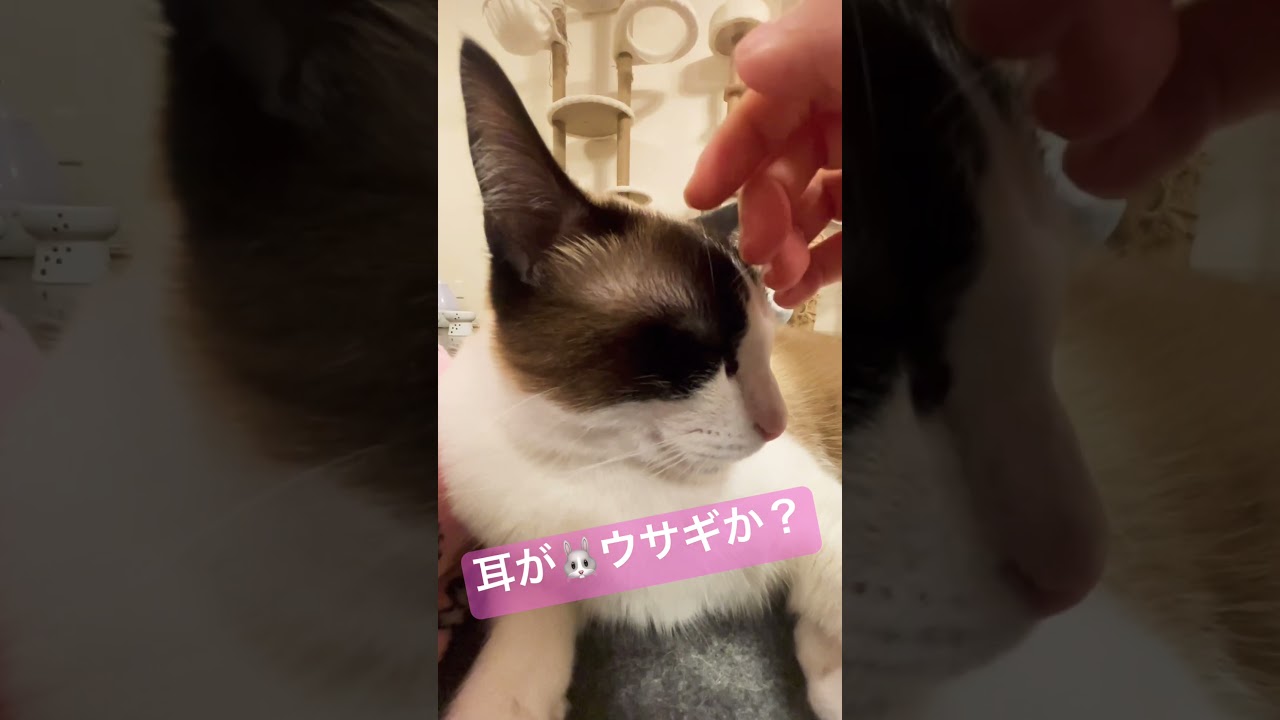 耳がうさぎみたいなシャム猫ってどう？ #shorts  #xfiles Cat with rabbit-like ears