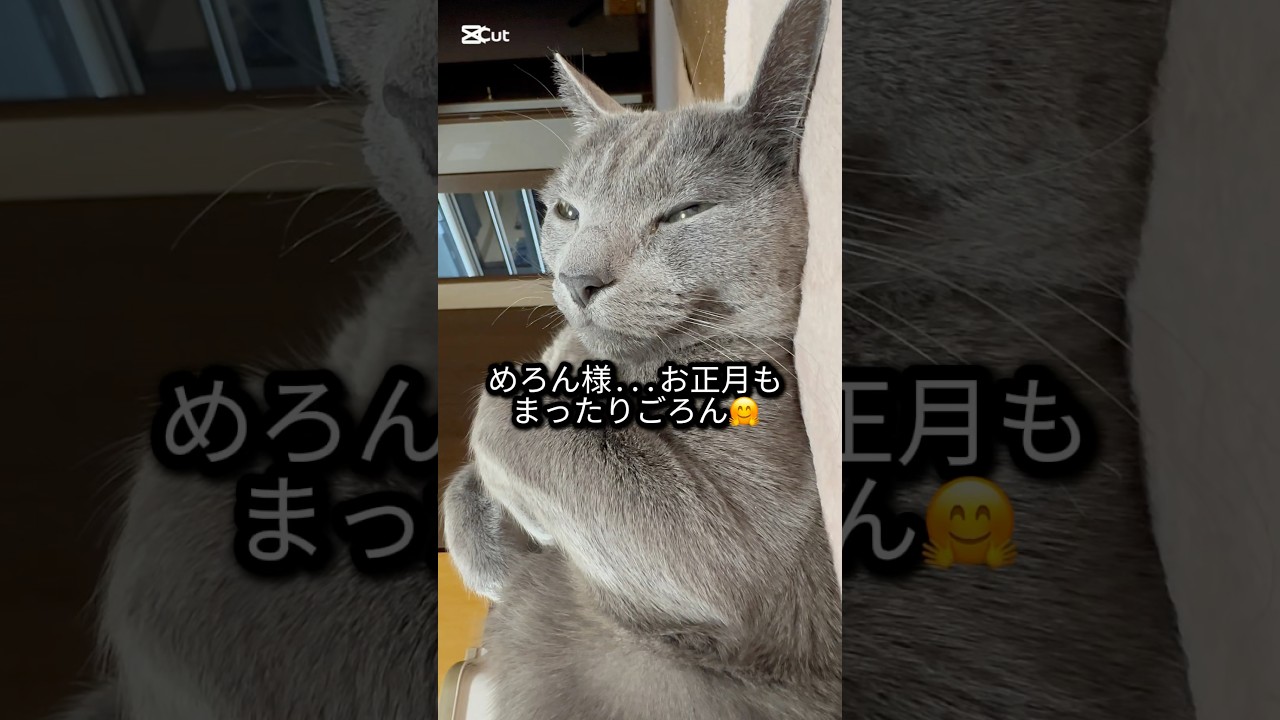 【ロシアンブルー】今朝のめろん〜まったりゴロゴロん💗🤭【猫】#shorts