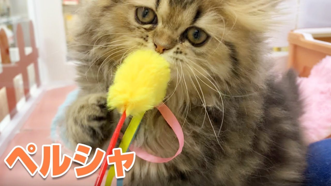 【ディスワン戸塚店】スタッフオススメのペルシャ