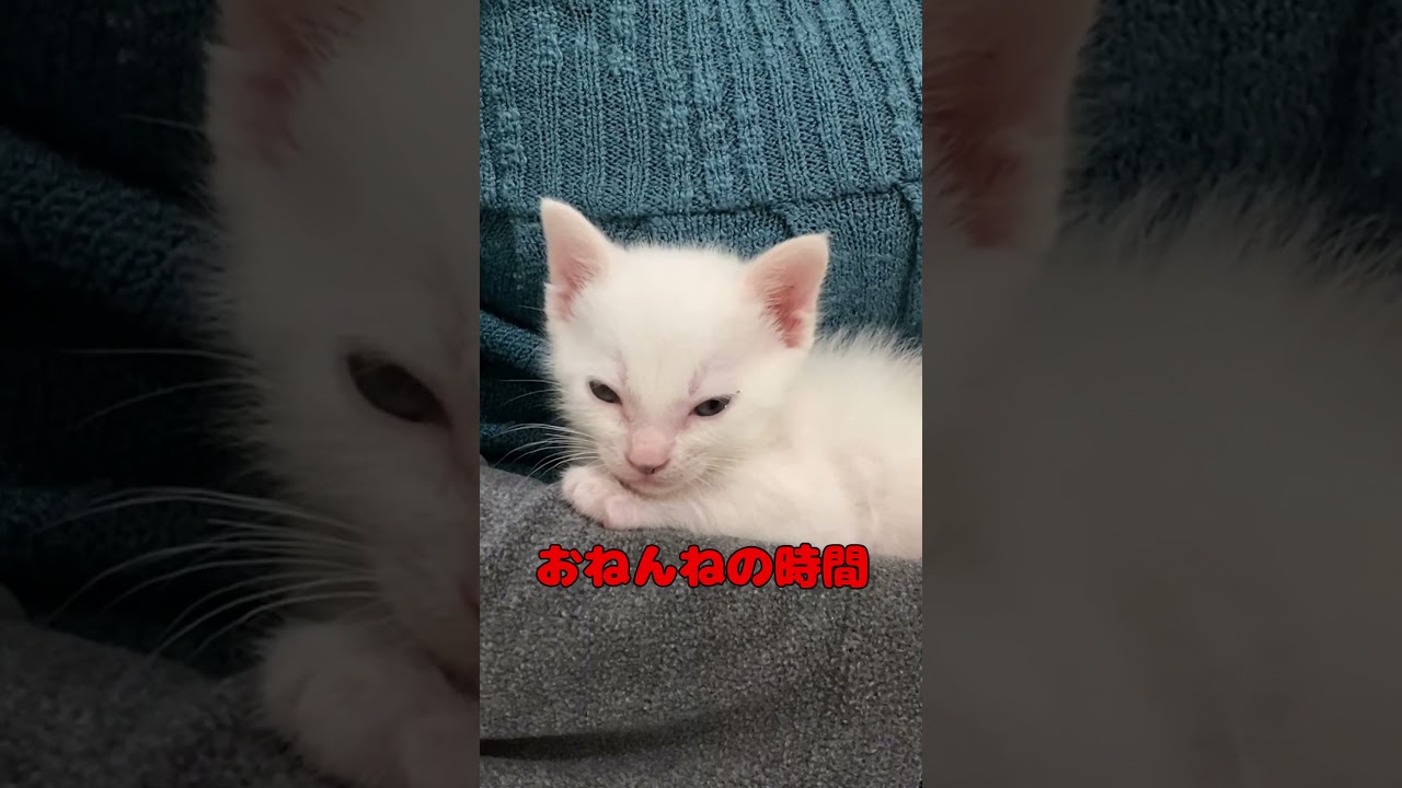 ママに抱っこされて眠くなってしまう赤ちゃん猫が可愛い