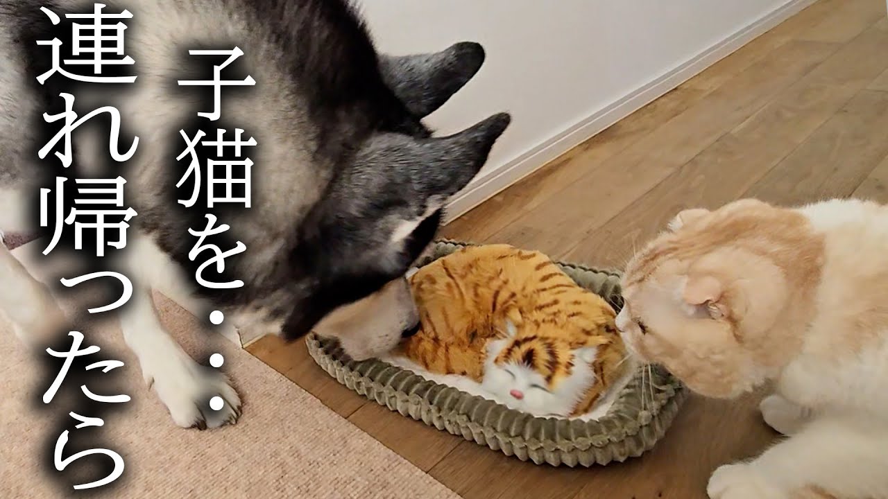 売れ残った子猫を連れ帰ったら先住猫と犬が大変なことに...
