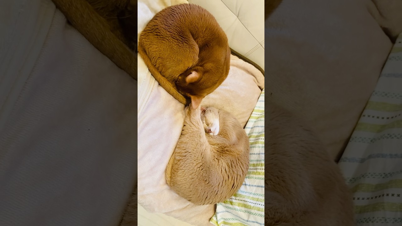 ねこ団子までの距離🐈🐈#猫#こころ#いぶりん#アビシニアン#レッド#フォーン#cat#abyssinian#red#fawn