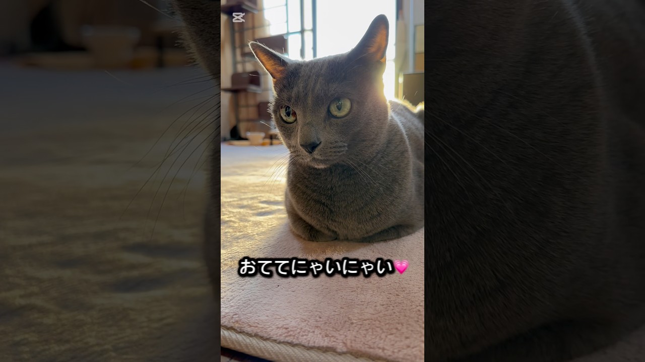 【ロシアンブルー】めろんのおててにゃいにゃい香箱座り💗🥰【猫】#shorts