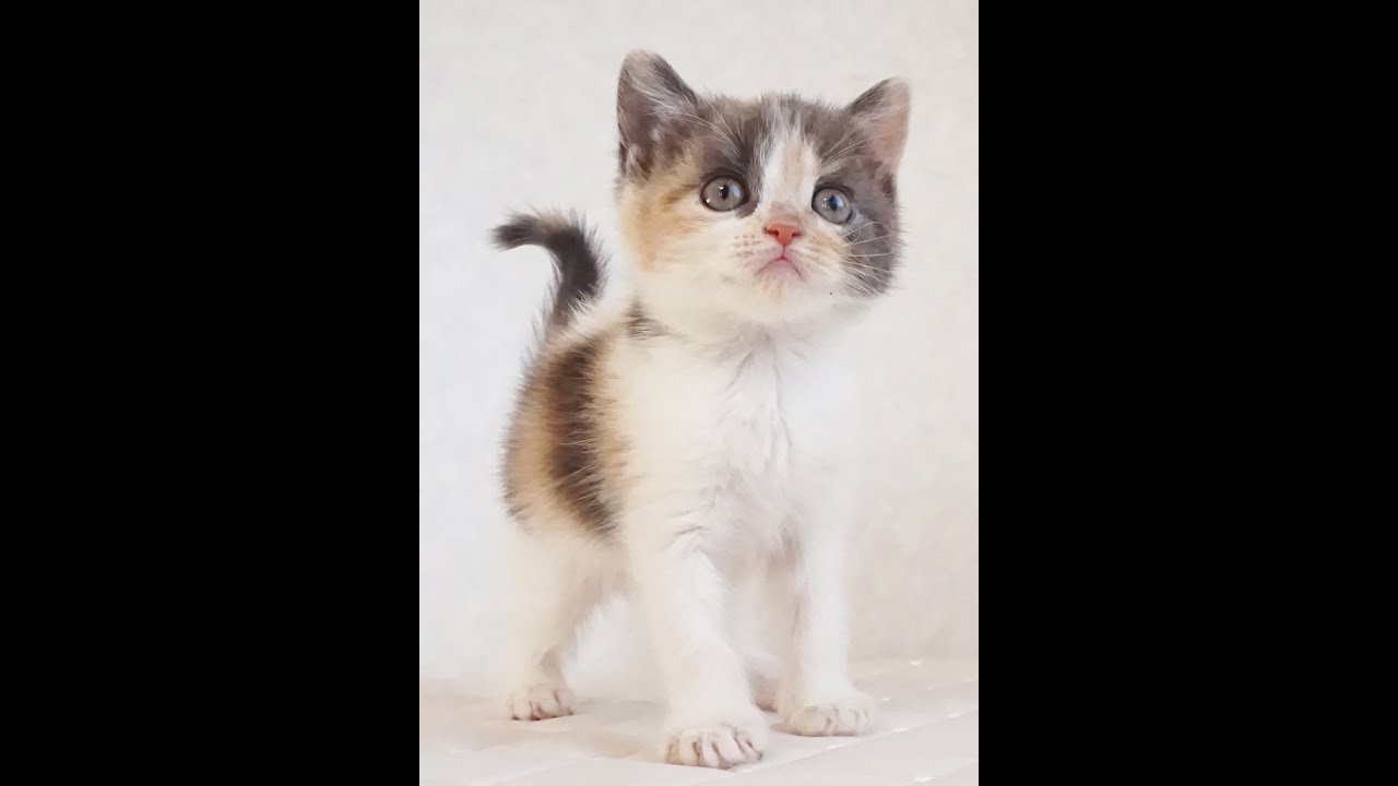 ブリティッシュショートヘアー子猫　British Shorthair　2024.11.11産まれ　ダイリュートキャリコ　パステル三毛　洋三毛猫　女の子　シーダキャット猫のお店