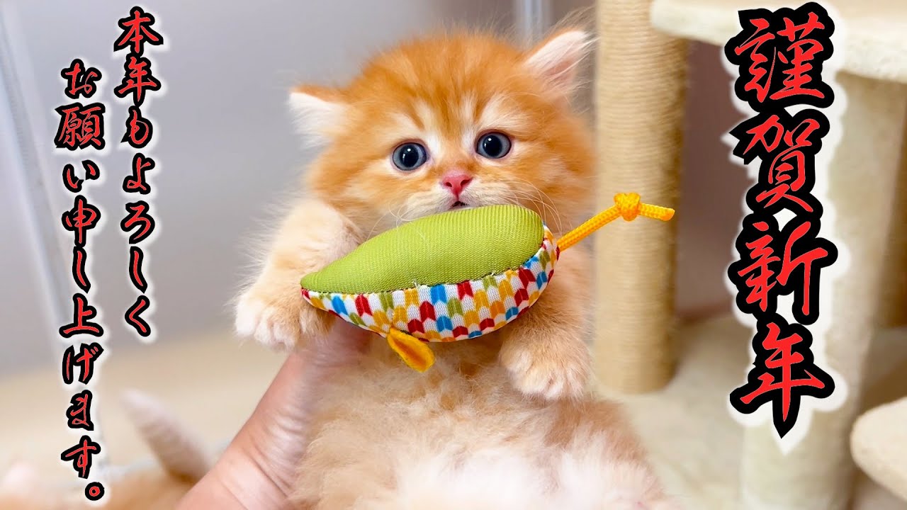 【マンチカンの子猫】★謹賀新年★本年も子猫共々よろしくお願い申し上げますな件 ～猫のいる生活Vol.1064～出産動画 マンチカン短足・ミヌエット・ペルシャ猫専門ブリーダー『ペット蔵人』子猫の成長記録