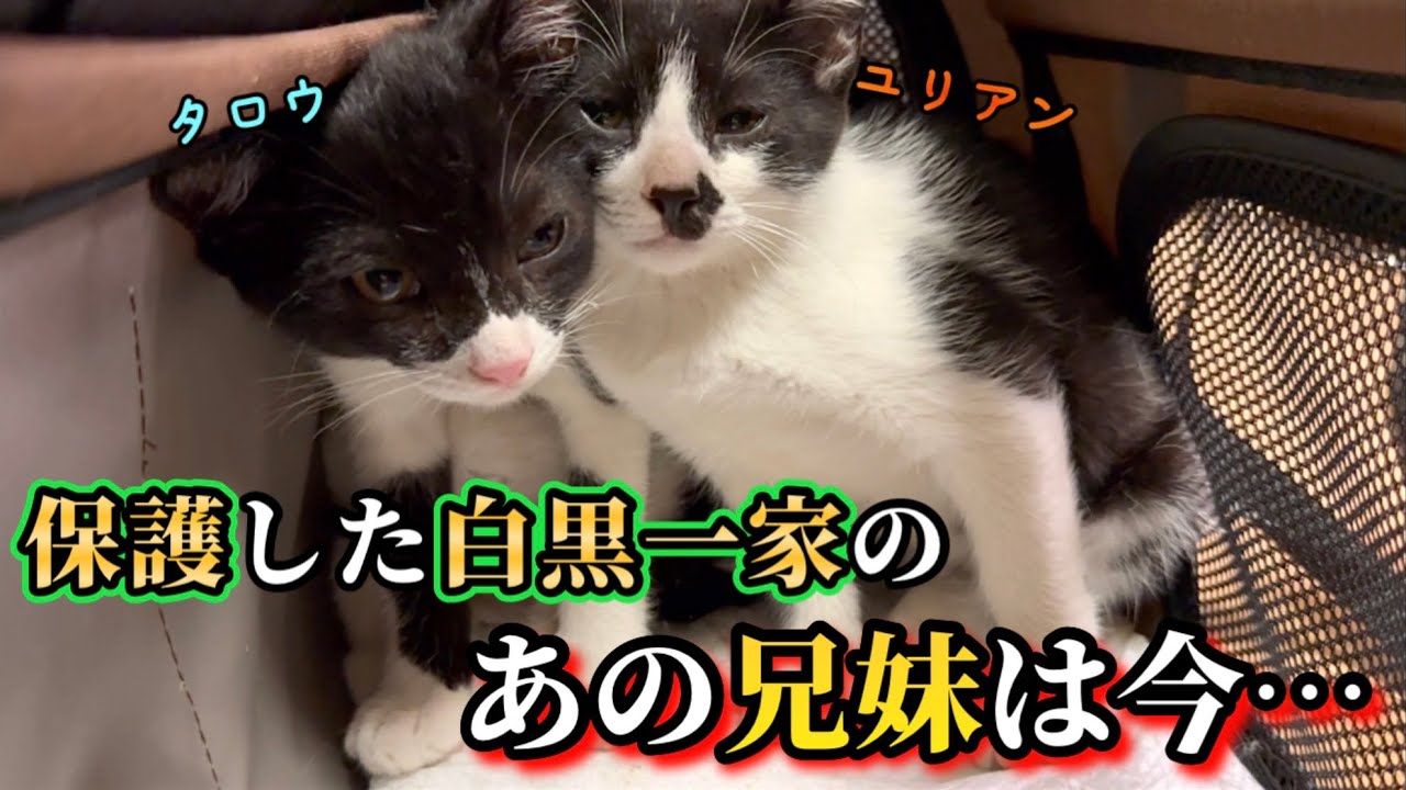 母猫、兄妹と離れ先に巣立っていった子猫達は今…