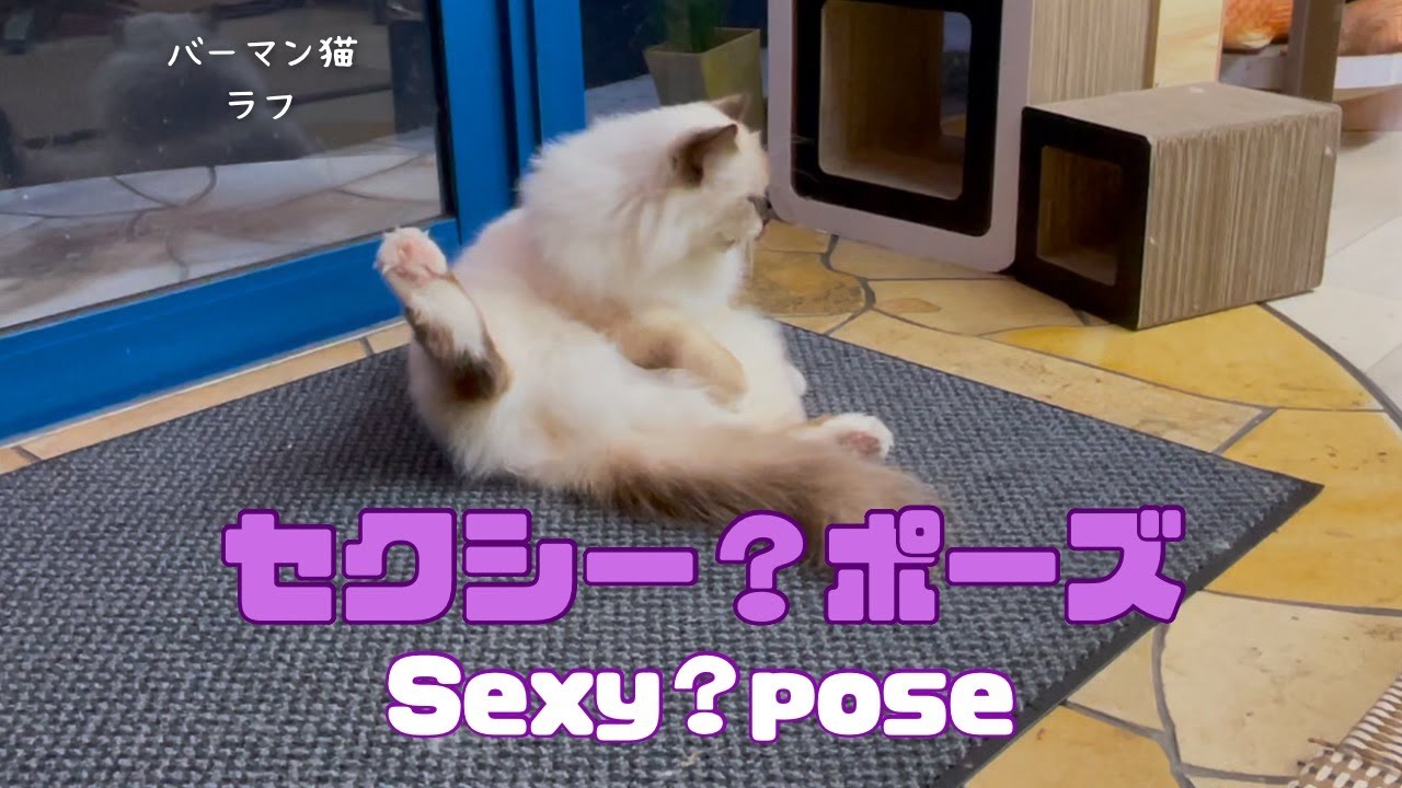 バーマン猫ガブとラフ【セクシー？ポーズ】Sexy？pose（バーマン猫）Birman/Cat