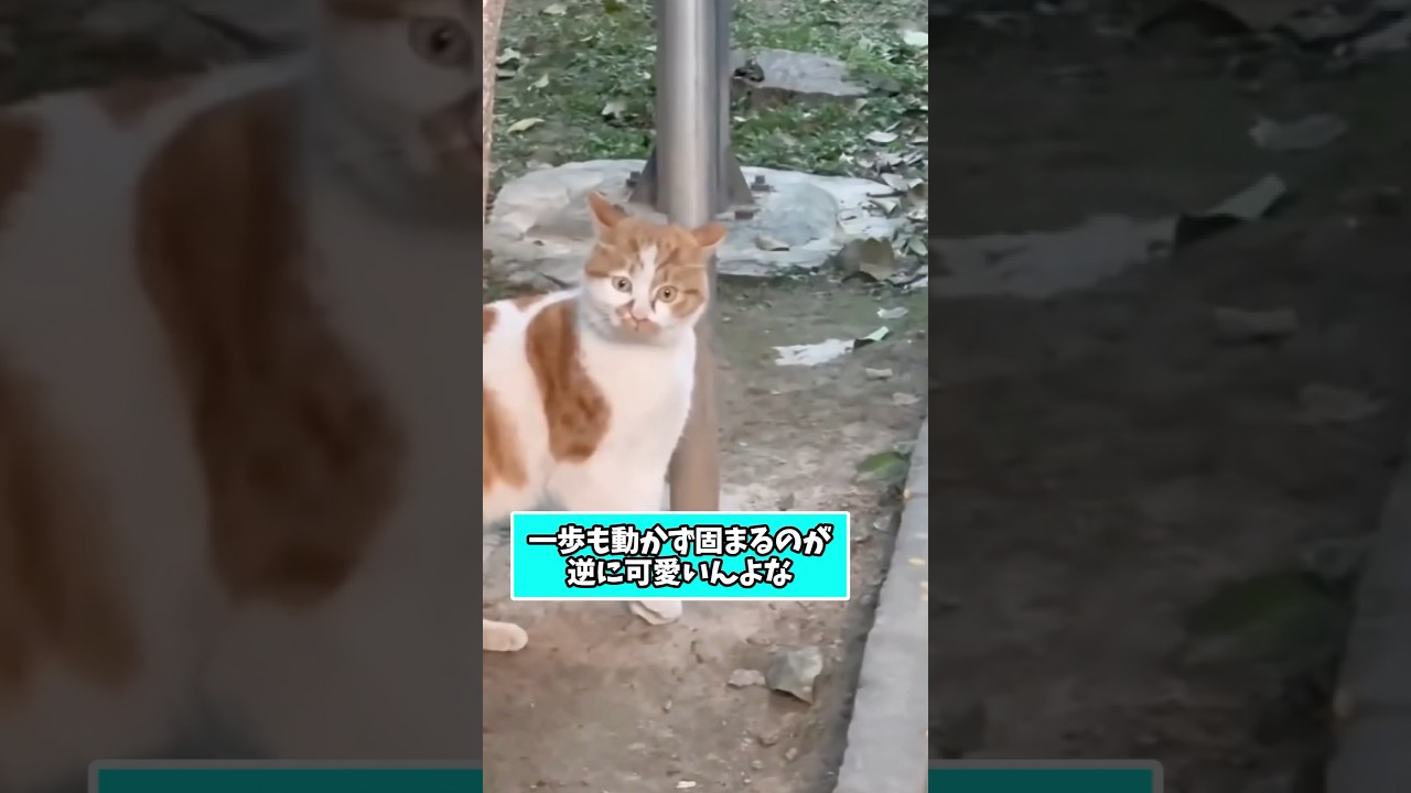 ネコさんの動画見て笑ったら寝ろwwwwwww