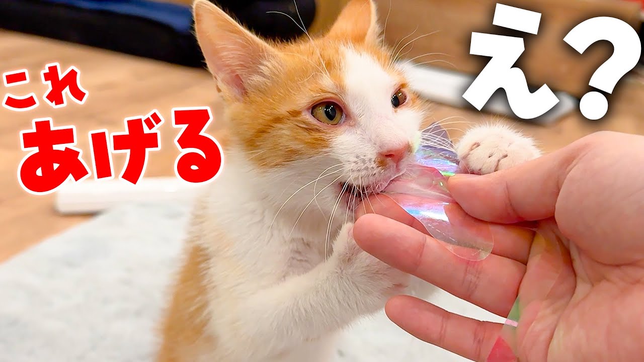 猫生を100万回繰り返してる疑惑の子猫が驚きの行動をし始めました…