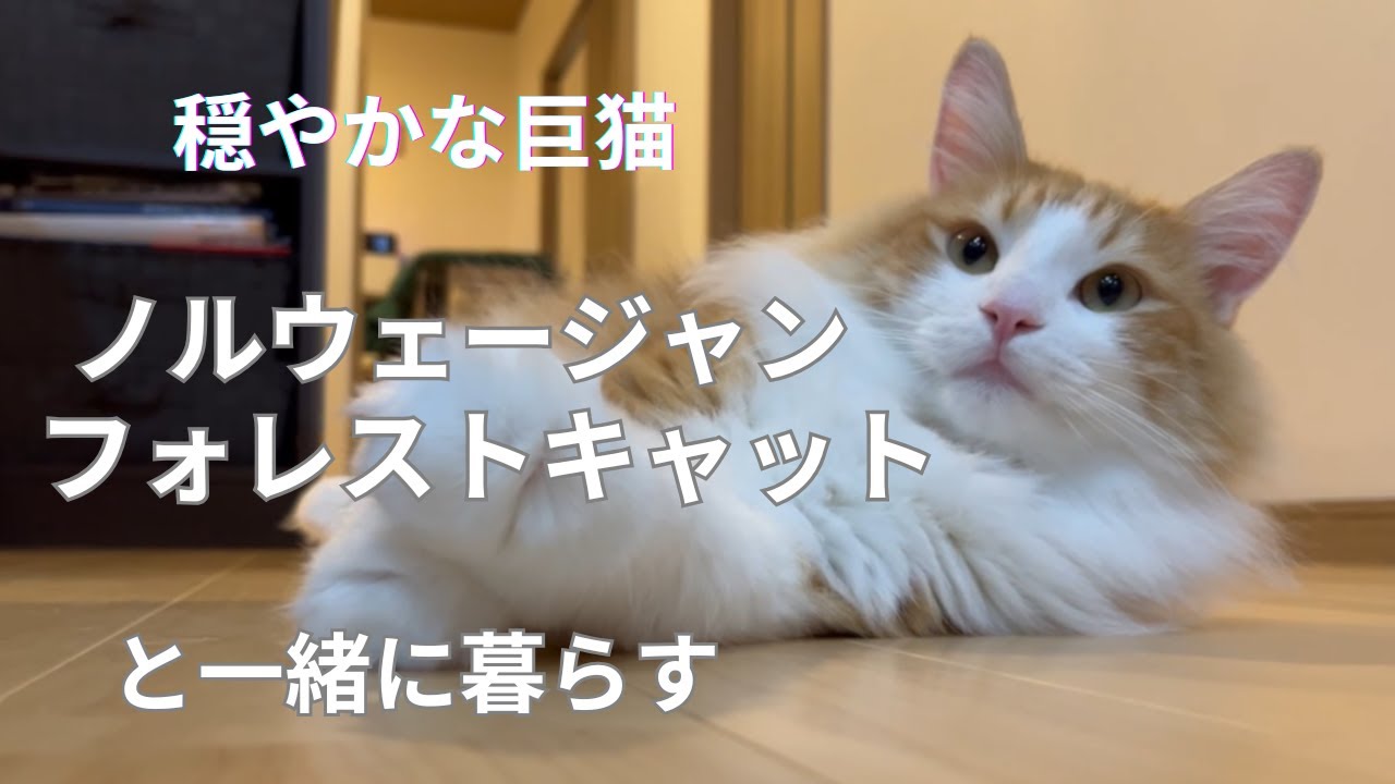 飼い主のあとをついてまわる穏やかなノルウェージャンフォレストキャットとの日常