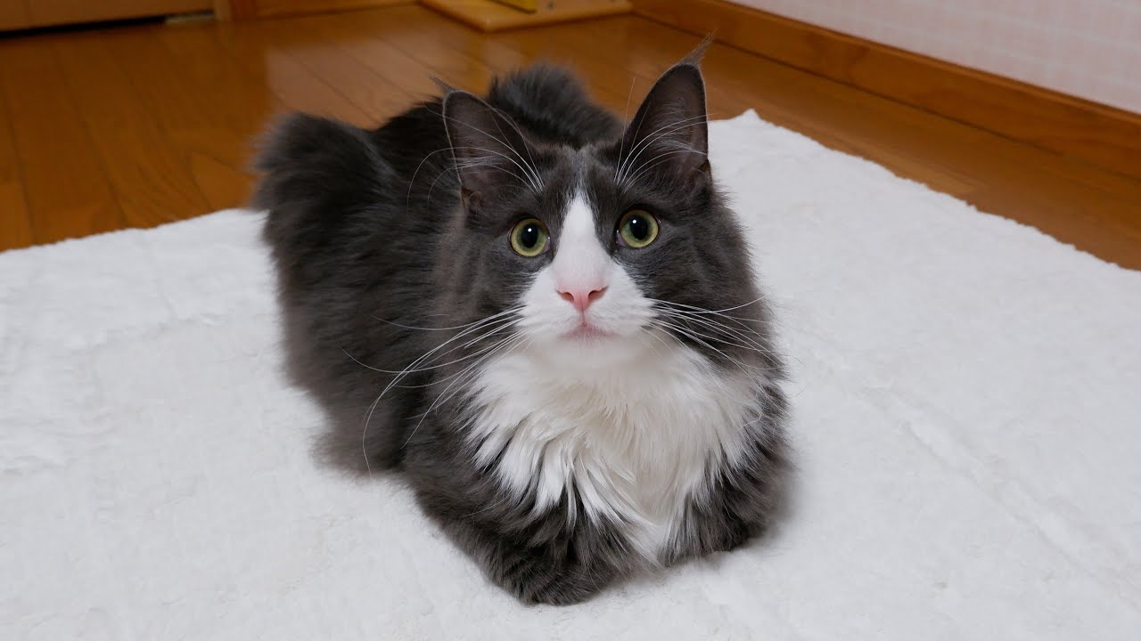 【お茶目】ひとり遊びも上手な、元気な末っ子ターキッシュアンゴラの日常🩷