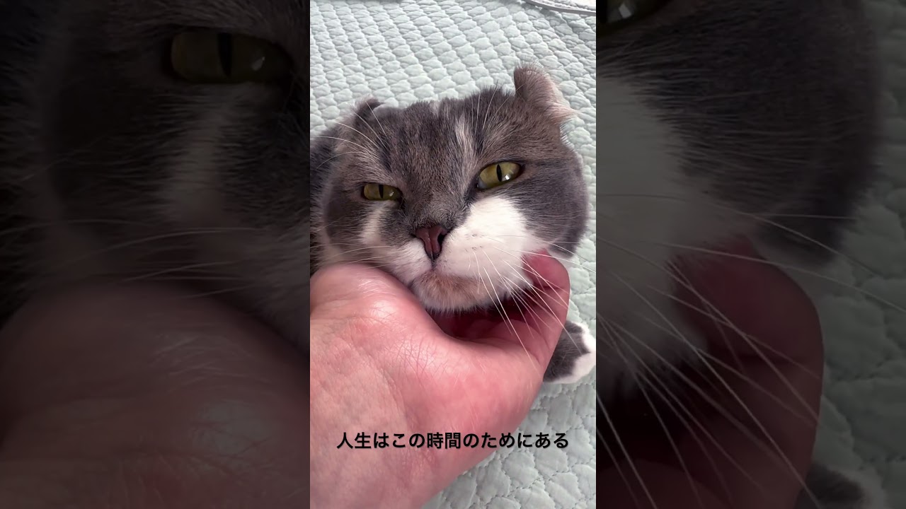 たぴさんのアゴマッサージ #アメリカンカール #cat #love #猫のいる暮らし