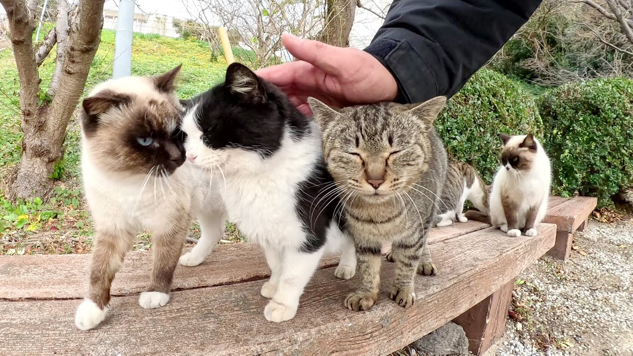 たくさんの猫達がゾロゾロとついてきてベンチでモフりを要求してきた