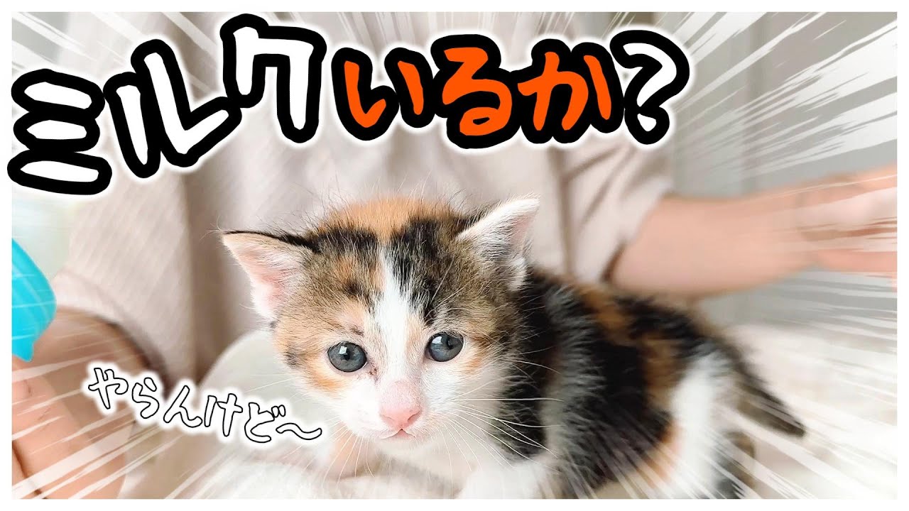 子猫のミルク アクティブに動けるのはみんなと一緒だからか？！ひとりだと恐る恐る移動します【保護猫生活23日目】