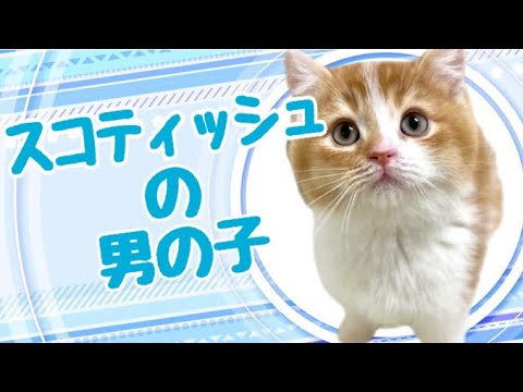 スコティッシュフォールドの子猫　（平野瓜破）