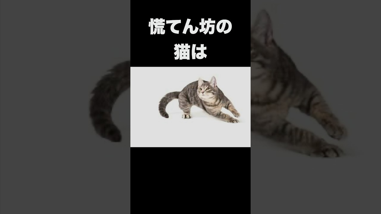 44秒19で俺は猫雑学王になる！#猫 #猫動画 #猫のいる暮らし #雑学 #あわてんぼうのねこ #虹の橋 #慌てんぼうの猫