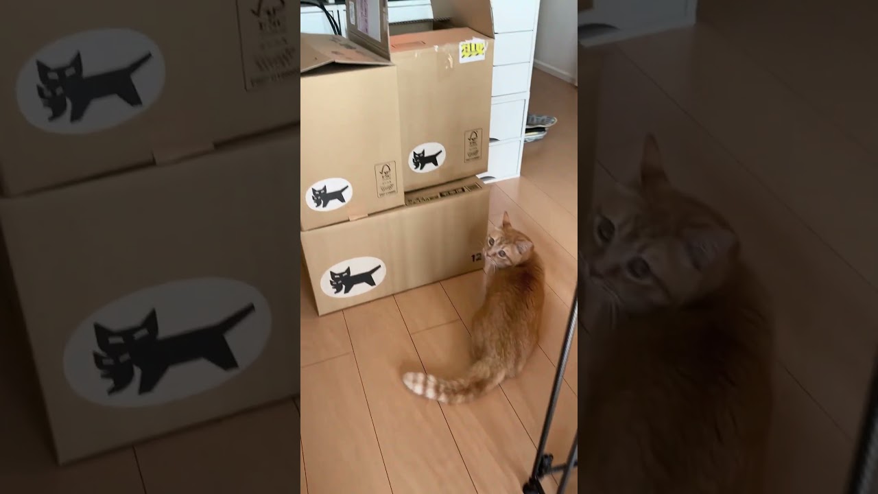 【恐怖】😨ポルターガイストななちゃんᓚᘏᗢ #マンチカン短足 #ラガマフィン #shorts #cat #ねこ