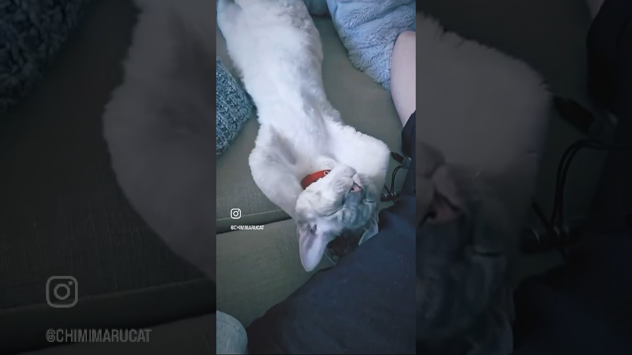 Devon Rex Cat - Daddy💙おとうさんすきすき😺 #devonrex #cat #shorts