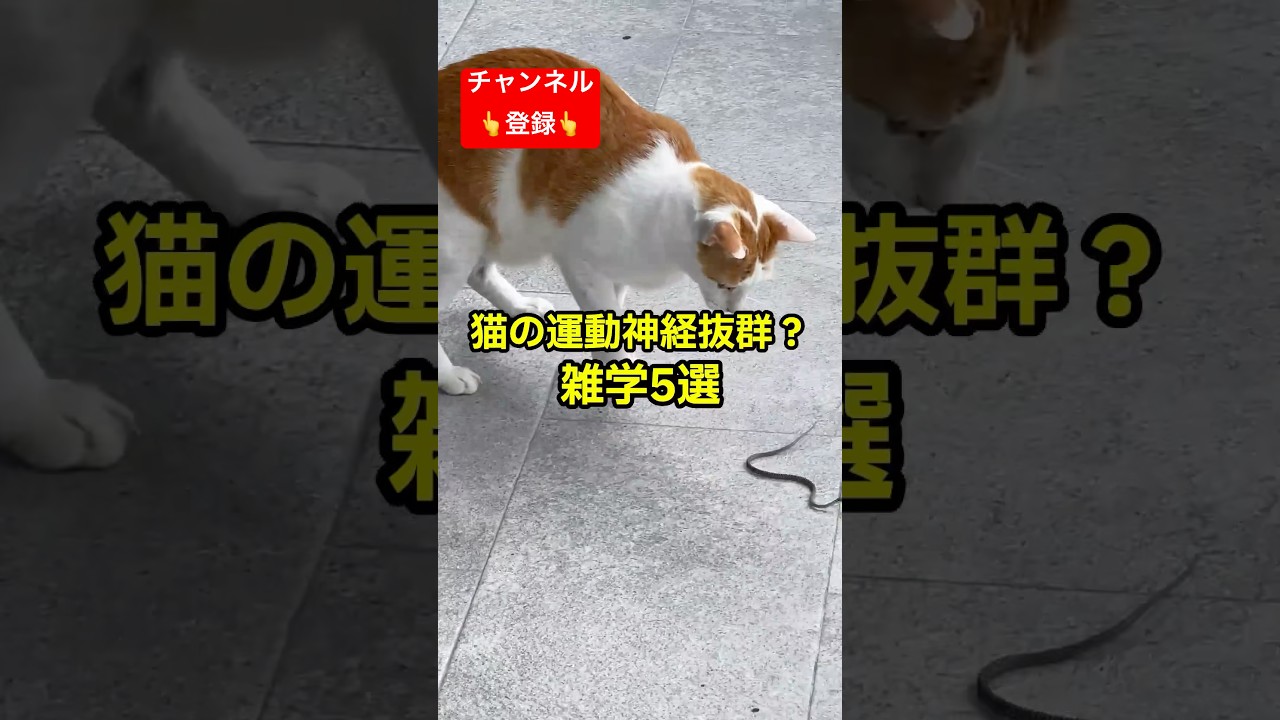 猫のジャンプ力は◯の6倍！？ #shorts #雑学 #豆知識 #猫 #猫好き #cat #猫動画