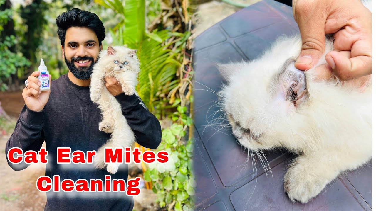 Himalaya Cat Ear Cleaning Solution | Ear mite cat treatment | ear cleaning cat | cat ear mites #cats