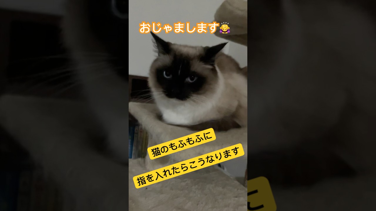 猫のもふもふに指入れてみた#ragdolls #cats #shorts #ラグドール #猫のいる生活 #ショート