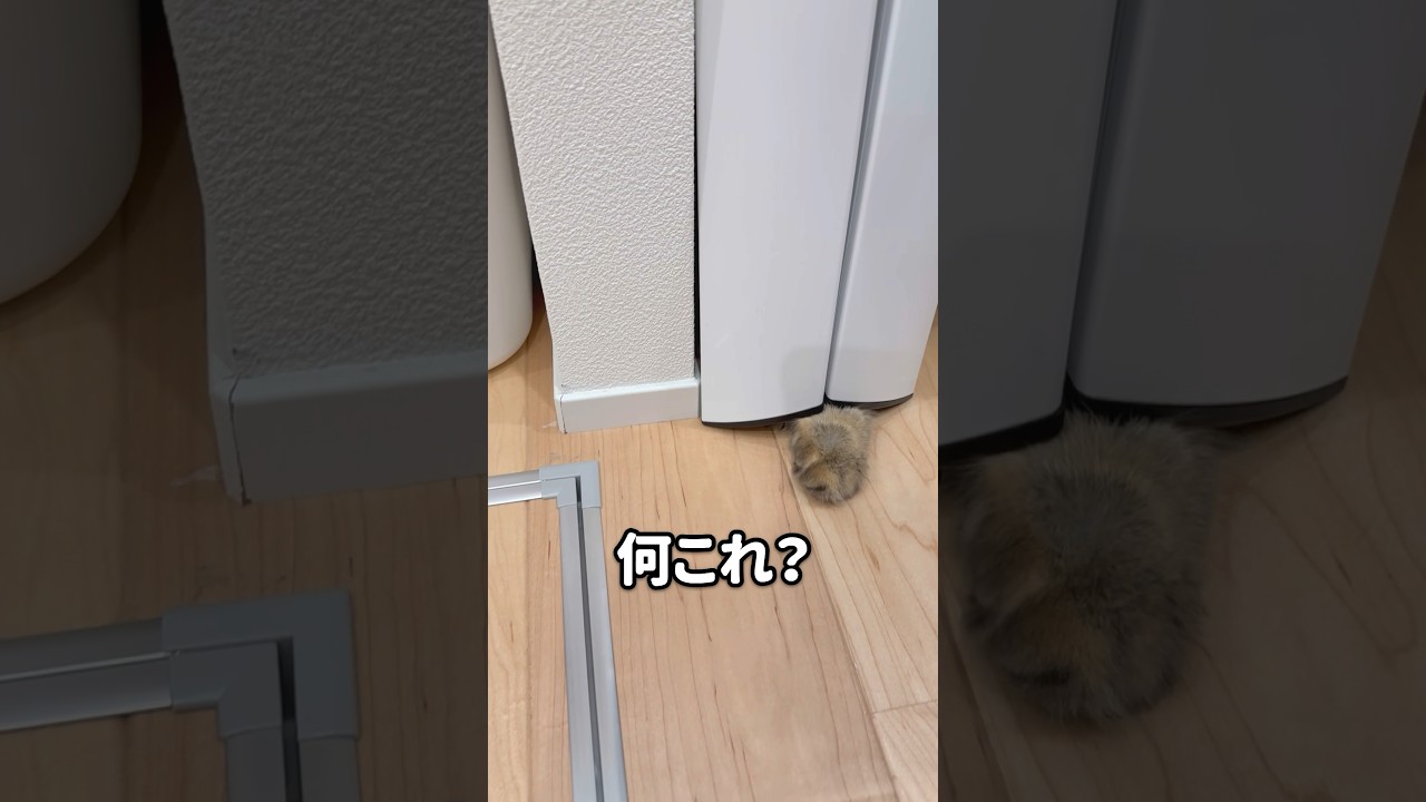 脚立の下から出ているこれは何？ 【サイベリアン】 #Shorts