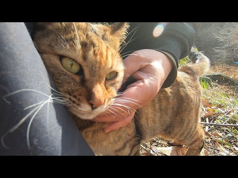 妹猫がいると恥ずかしくて父に甘えられない姉猫