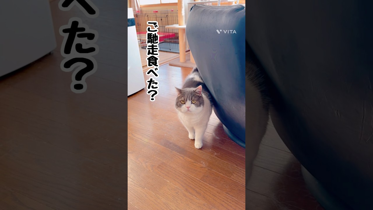 【ポッチャリ好きですか？】#猫 #猫のいる暮らし #スコティッシュフォールド #コーギー#shorts