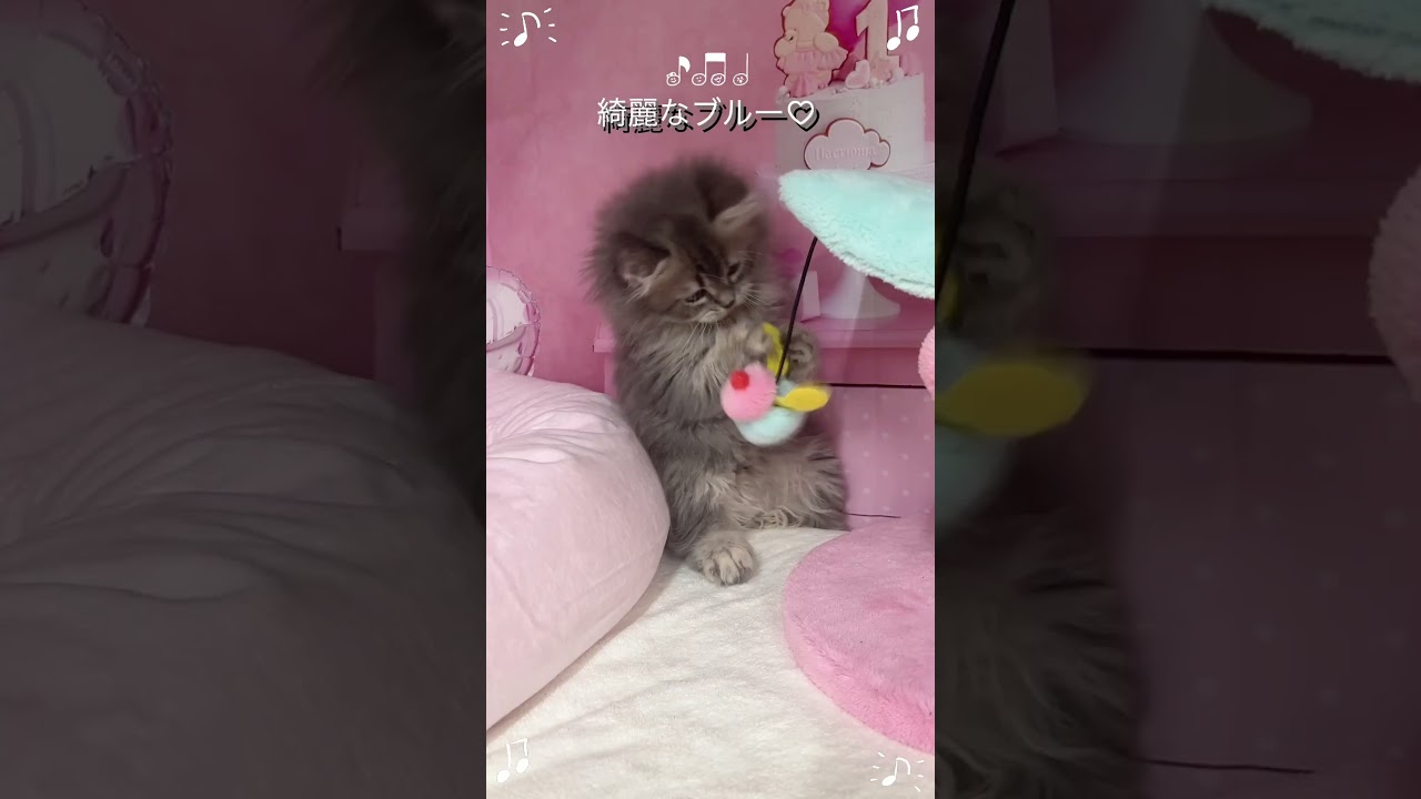 【ご家族様募集中】長足マンチカン女の子♡ #cat #かわいい子猫 #kitten #子猫 #cute #子猫ブリーダー #短足マンチカン #短足ミヌエット