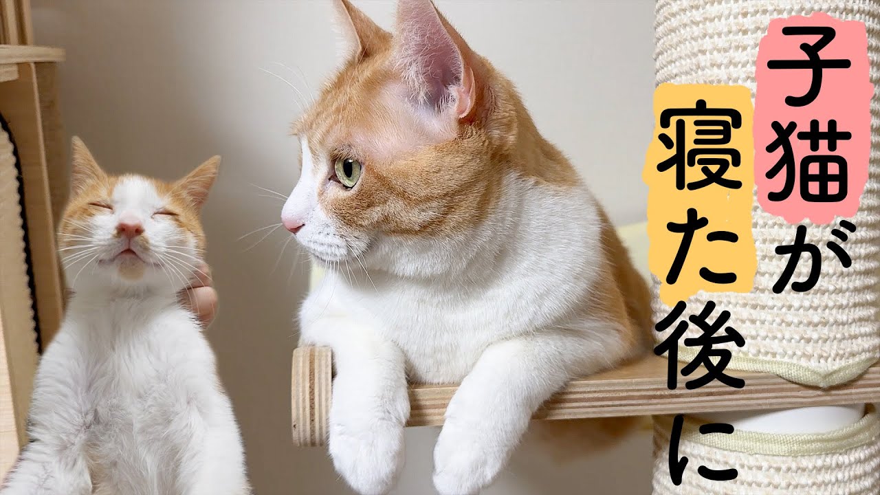 子猫が爆睡しているスキに大人達で秘密の遊びをします
