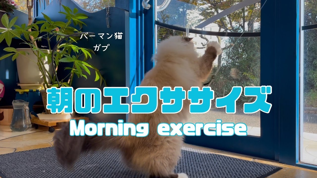 バーマン猫ガブ【朝のエクササイズ】Morning exercise（バーマン猫）Birman/Cat