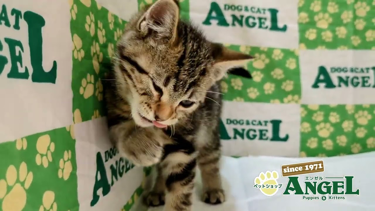 アメリカンショートヘアー 2412160 【ペットショップエンゼル　子犬・子猫販売】