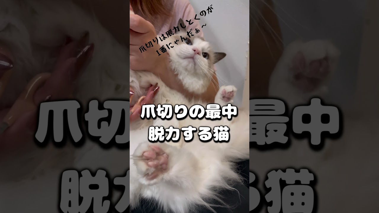 脱力猫  #猫 #cat #猫のいる暮らし #ラグドール