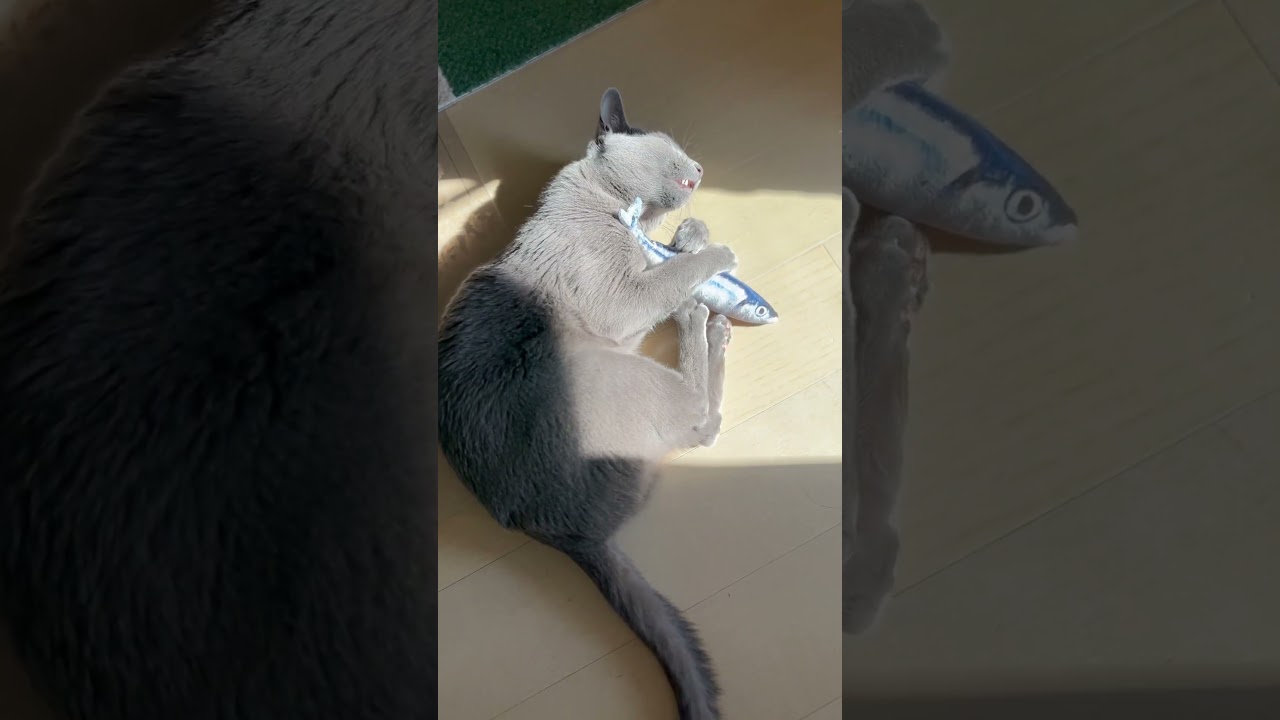 ウィルの毎日 522 お魚とウィル。 #ロシアンブルー #RussianBlue #Cat #猫 #ねこ