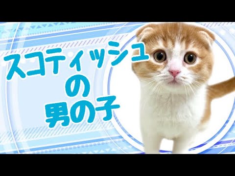 スコティッシュフォールドの子猫　（和歌山）